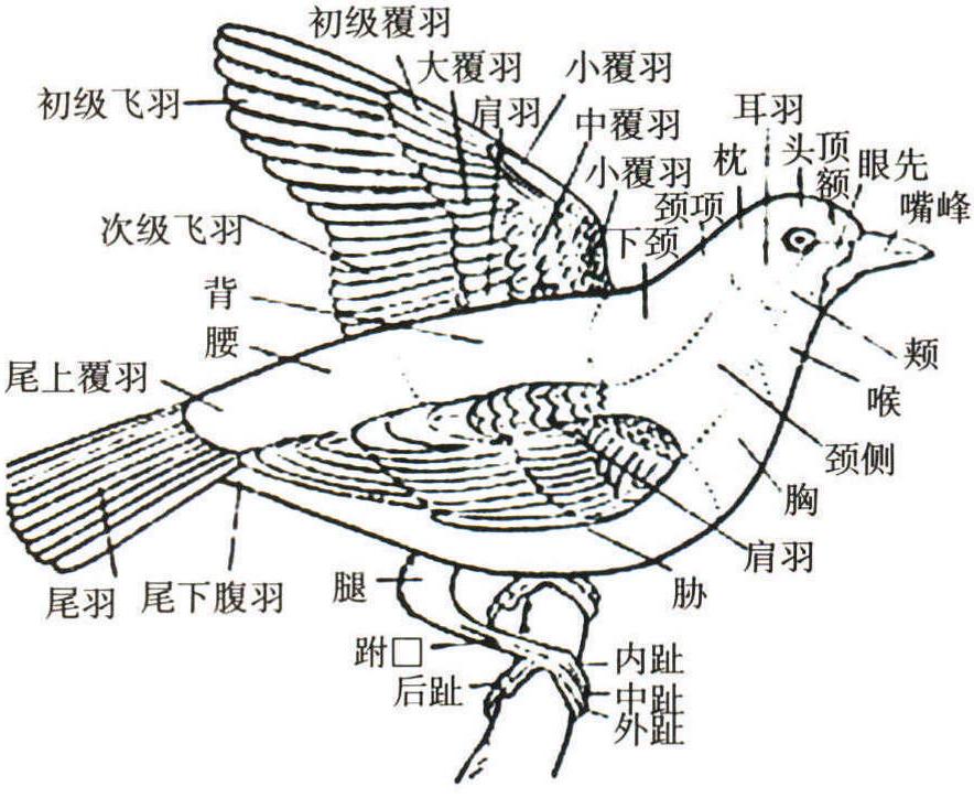 鳥類主要特征